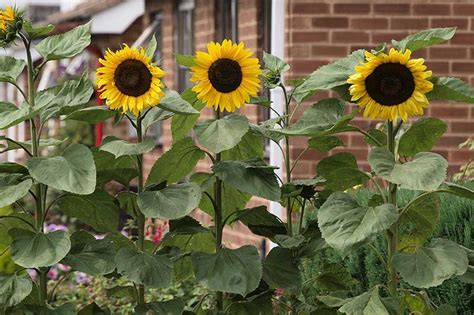 How To Support Growing Sunflowers .